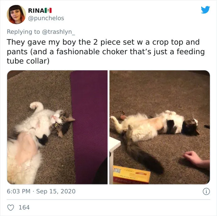 30 Pics Of Cats That Got Funny Haircuts At The Vet For Surgery
