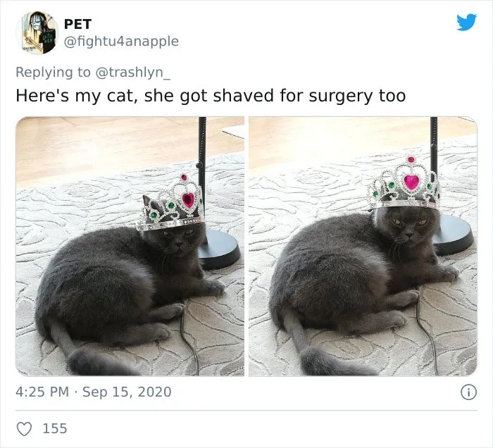 30 Pics Of Cats That Got Funny Haircuts At The Vet For Surgery