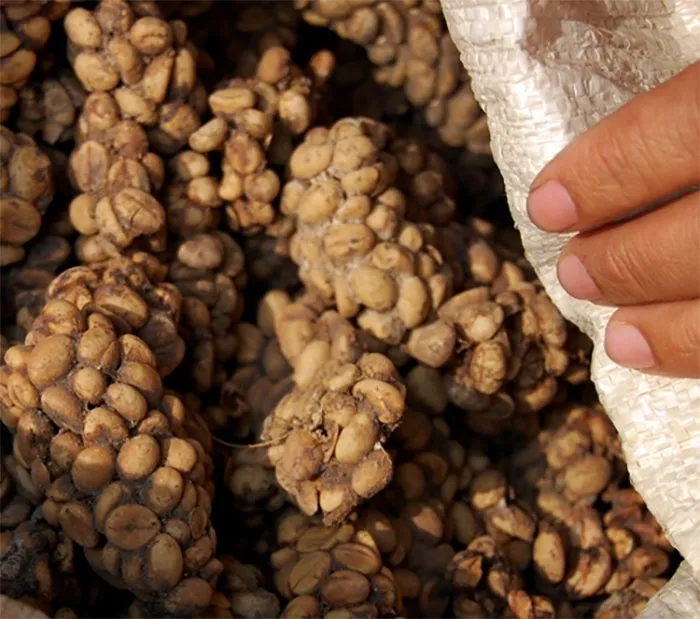 30 Facts About Food People Regret Learning