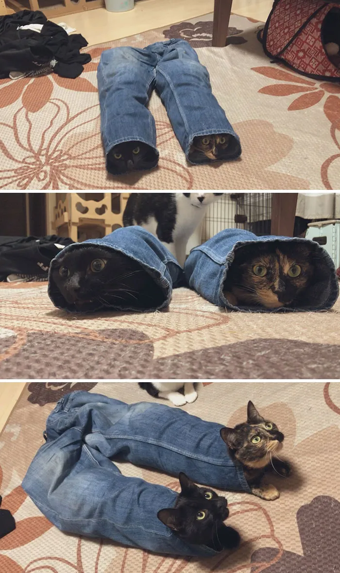 Jeans Cat
