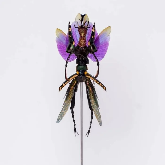 Here Are 18 Surreal Bug Fairies Made From Dead Insects Made By This Amsterdam-Based Artist