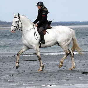 DiscoverTheHorse