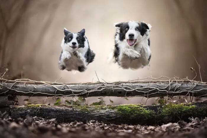 Mejores amigos (1º en Naturaleza y animales / Mascotas)