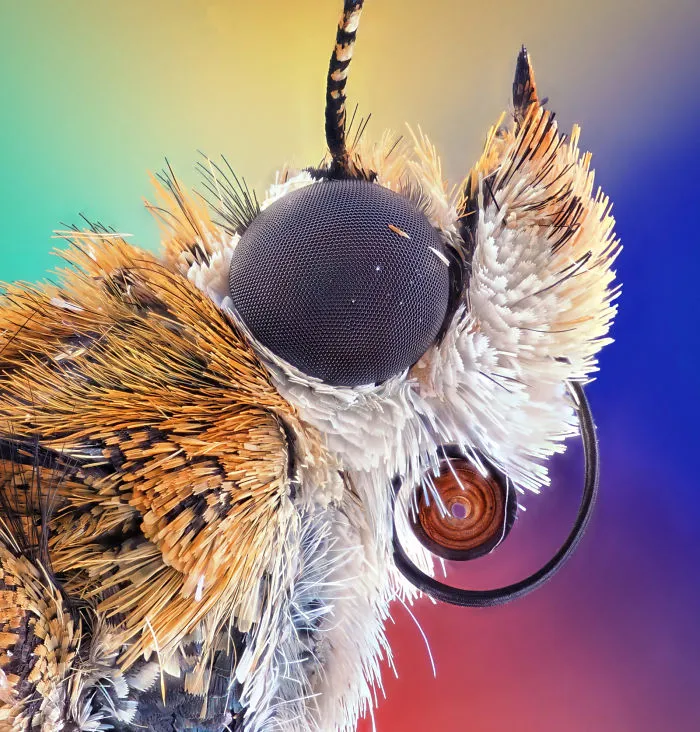 Bogong moth