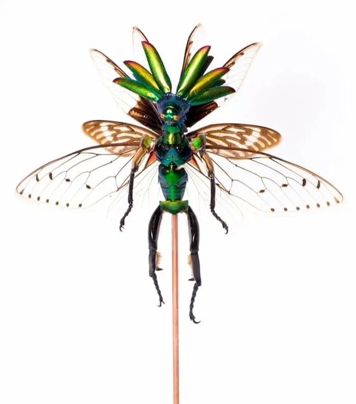 Here Are 18 Surreal Bug Fairies Made From Dead Insects Made By This Amsterdam-Based Artist