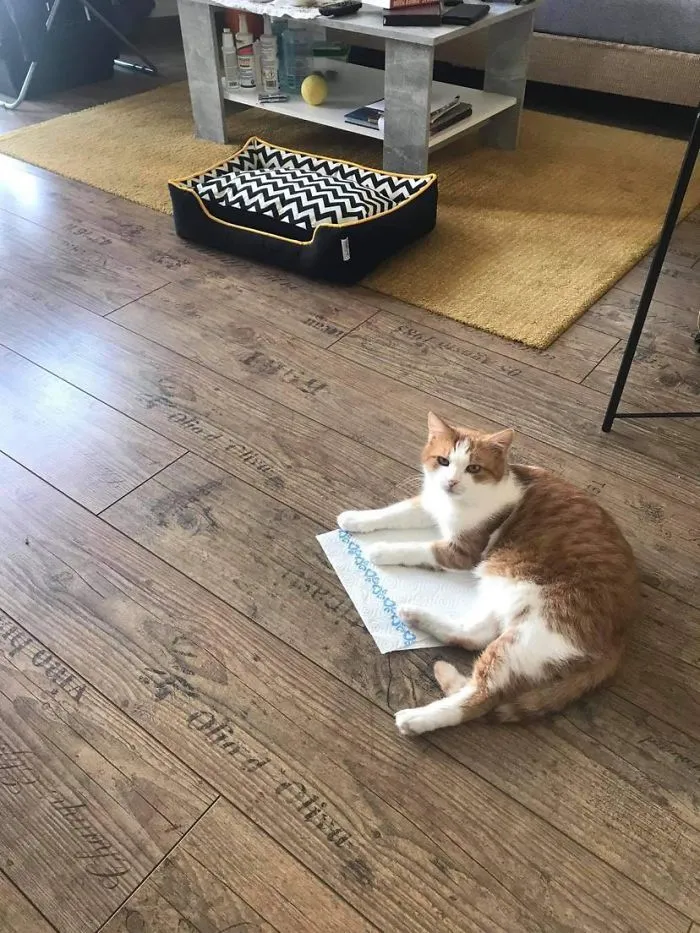 Le compramos una cama nueva, pero se ha caido un papel de cocina al suelo, así que ya no importa