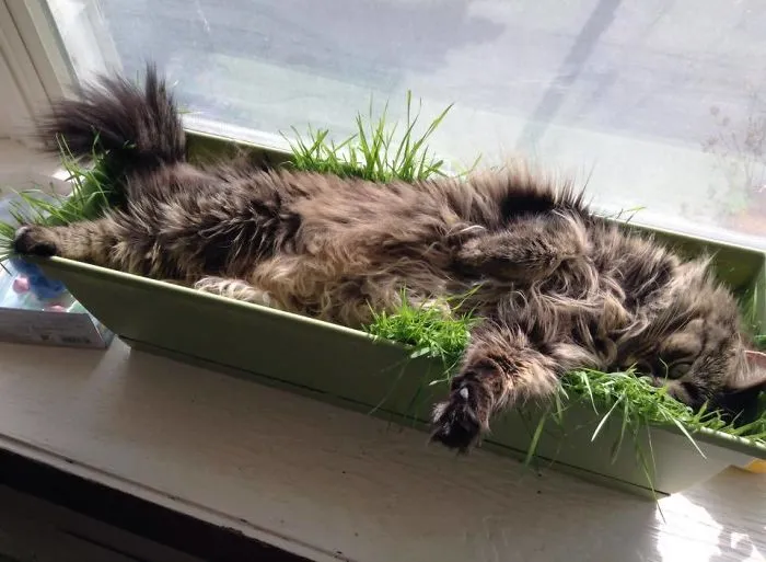 Planté esta hierba para que se la comiera el gato, pero le gusta más como cama