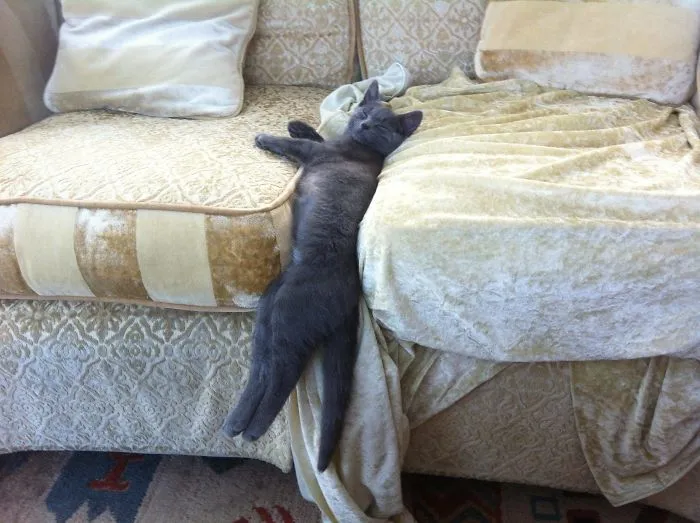 Le he comprado una cama nueva, pero lo encontré asi dormido