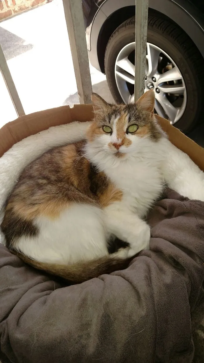 We Put Our Cat's Bed Inside Of A Box So She Would Use It