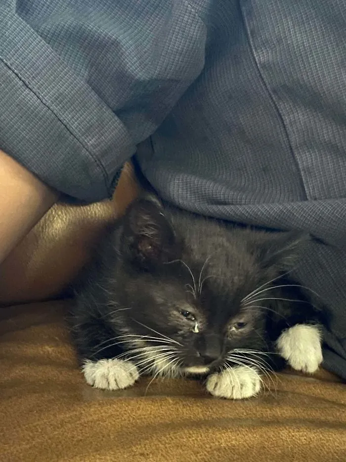 Stayed A Little Longer At The Shop To Save This Little Guy From Someone’s Engine Bay