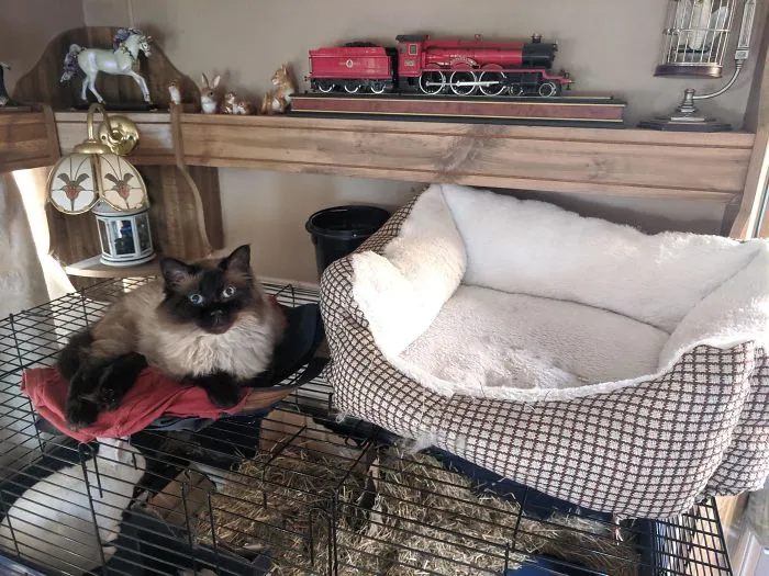 Bella Started Sleeping On Clothes On Top Of The Rabbit Cage. Bought Her A New Cat Bed Specifically For That Purpose Like A Nice Human. She Used It Once