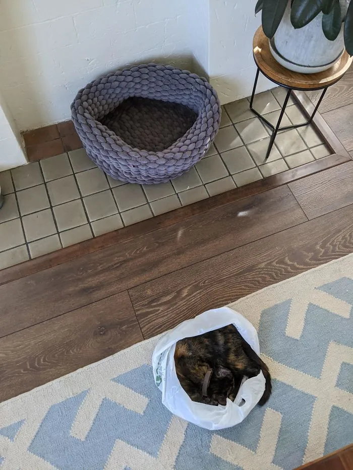 I Just Spent $70 On A Cat Bed And Woke Up To Find This