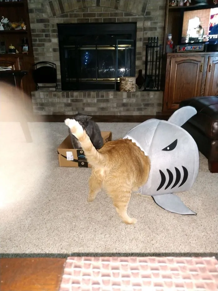 Sent My Mom A Cute Cat Bed For Her Two Cats. She Sent Me Back This Picture