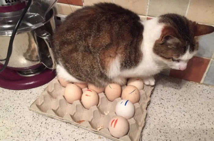 5 camas y 10 sillas por la casa, y se sienta en los huevos