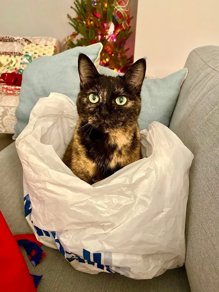 Has An $80 Cat Bed, And Yet She’s Been Sleeping In This Bag For 2 Days Now And Won’t Get Out