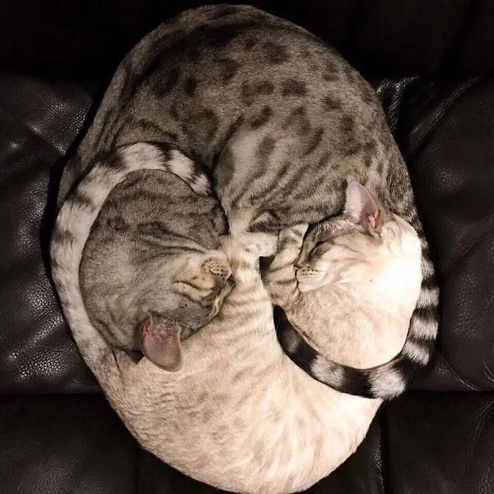 Gatos perfectamente acurrucados