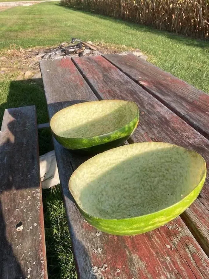 Les hemos dejado una sandía a las gallinas y la han dejado limpia