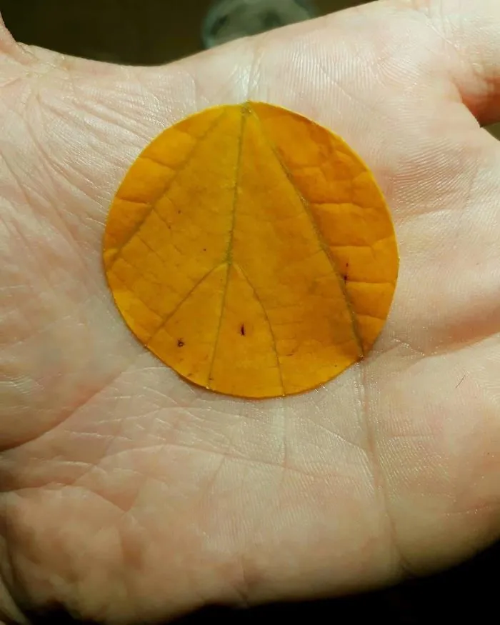 Las venas de la hoja alineadas con las líneas de la mano