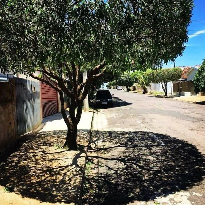 La sombra del árbol