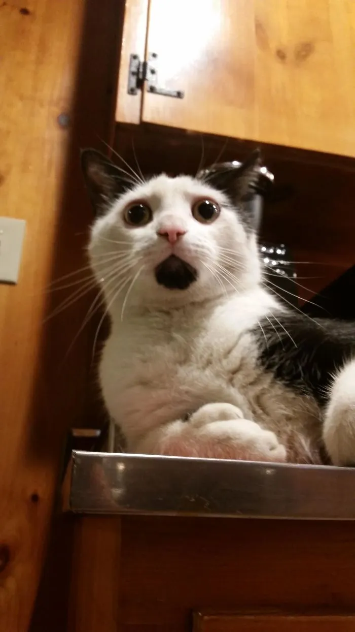 El gato de un amigo tiene la barbilla negra y parece que siempre está sorprendido. También es polidáctilo y tiene pulgares