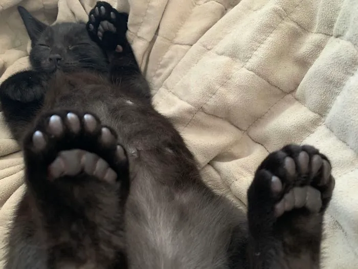 Gatito durmiente polidáctilo con 6 dedos extra