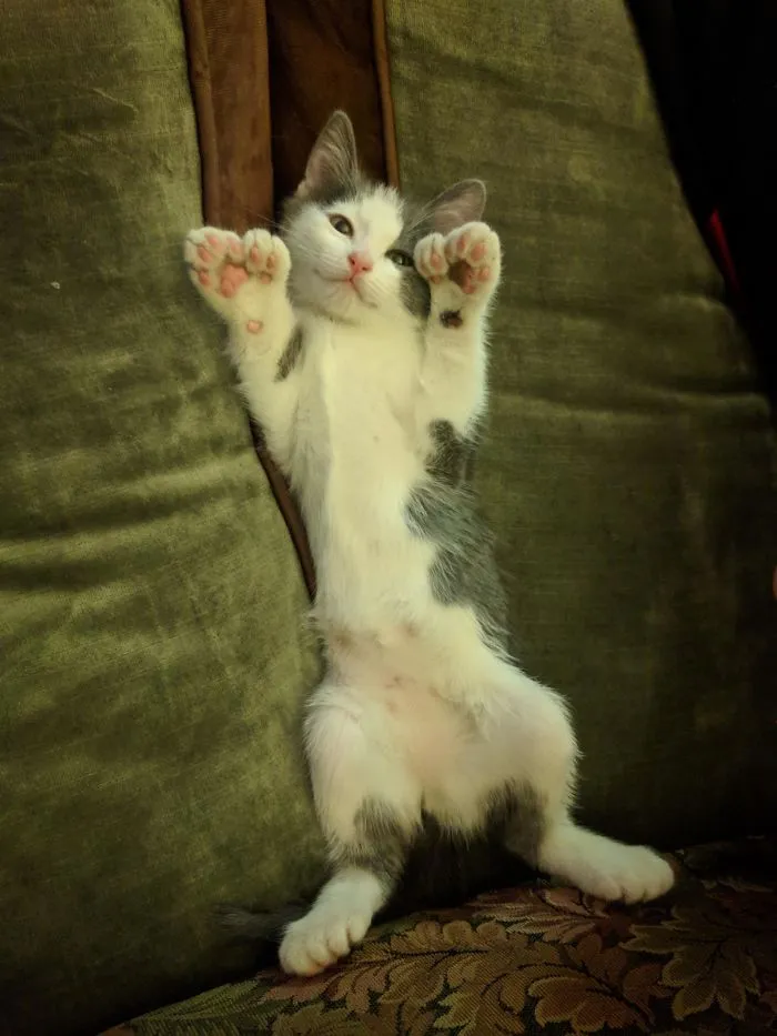 My Cat Is Polydactyl And Has 26 Toes. So I Named Him Toes