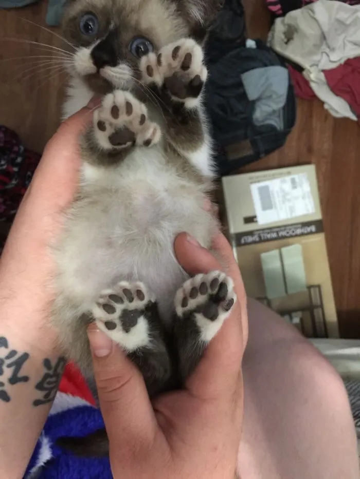 ¡Mi nuevo amor! ¡Ella es polidáctila! ¡Tiene 6 dedos en cada pata! ¿Algún nombre?