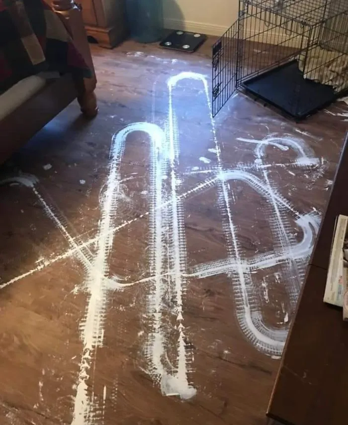 Cat + Paint Can + Roomba