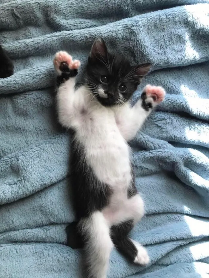 Mi gatita mostrando sus almohadillas polidáctiles