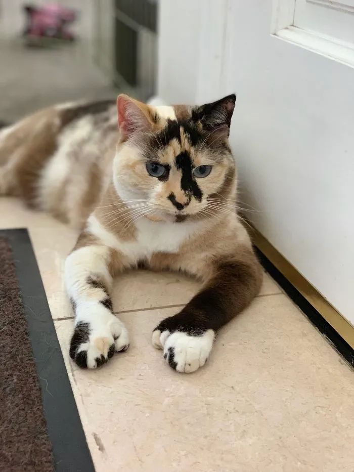 Mi gatita polidáctila Stella