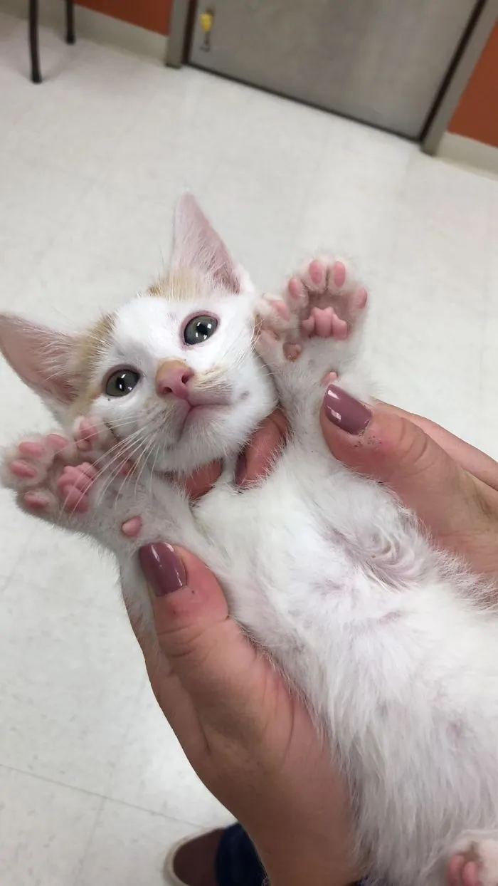 Hoy en la clínica un gatito polidáctilo