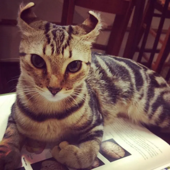 Mi polodáctila amiga gata medio lince. Su nombre es Nimh