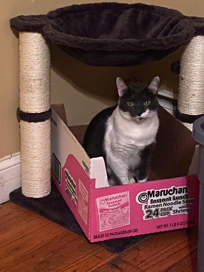 Finally. Ginger Uses The Cat Tree I Bought Her