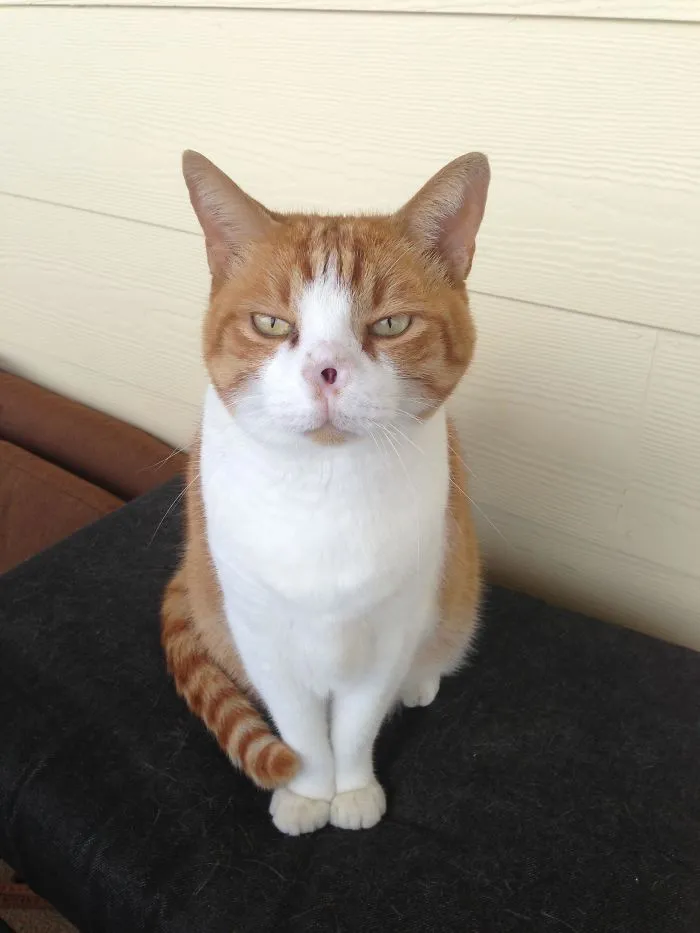 El gato de mis padres, Prince, perdió la nariz hace unos años por un cáncer de piel y creo que ahora se parece un poco a Voldemort, y tiene una actitud similar