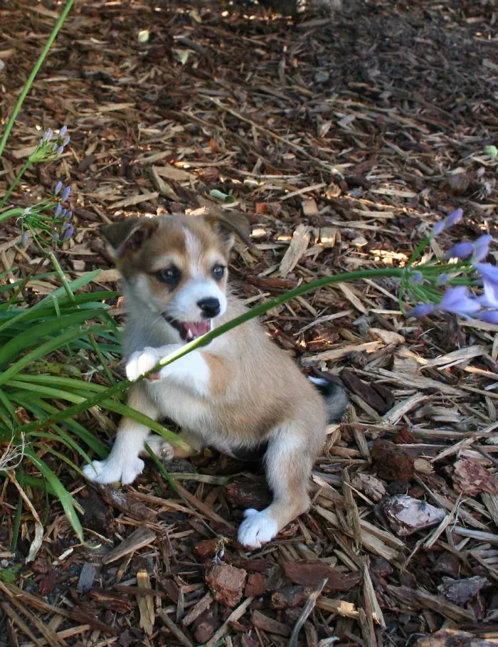 This Is Skadi, The Norwegian Lundehund Puppy