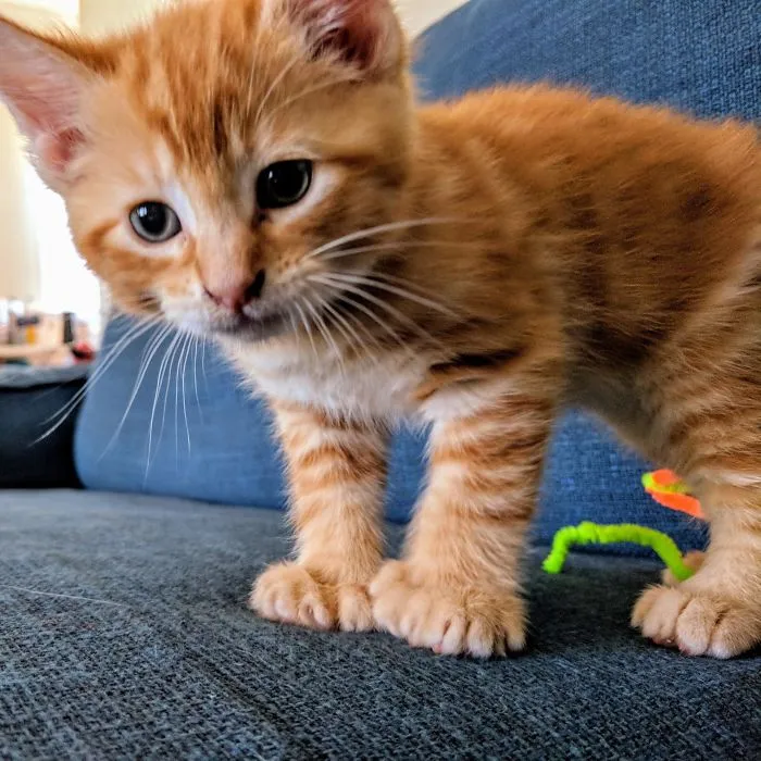 Nuestro gatito polidáctilo pelirrojo