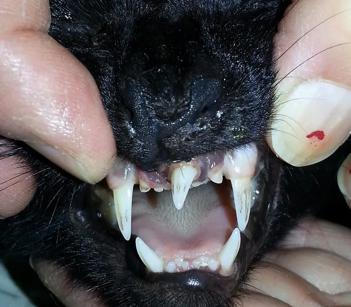 En el trabajo hoy, literalmente, apareció un gato mutante... Diente canino adicional, fuertemente arraigado