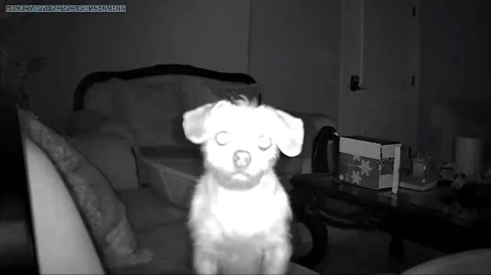 Woke Up In The Middle Of The Night To A Notification That My Security Camera Detected Motion. Cue Instant Heart Attack