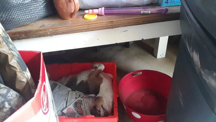 Moving Things Around In The Garage. About Gave Me A Heart Attack
