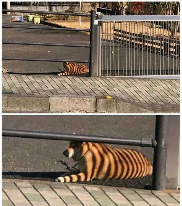 Look At The Bengal Tiger... No, No, Wait...