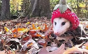 40 Lesser-Known Facts About Animals That Made People Say 'Aww'