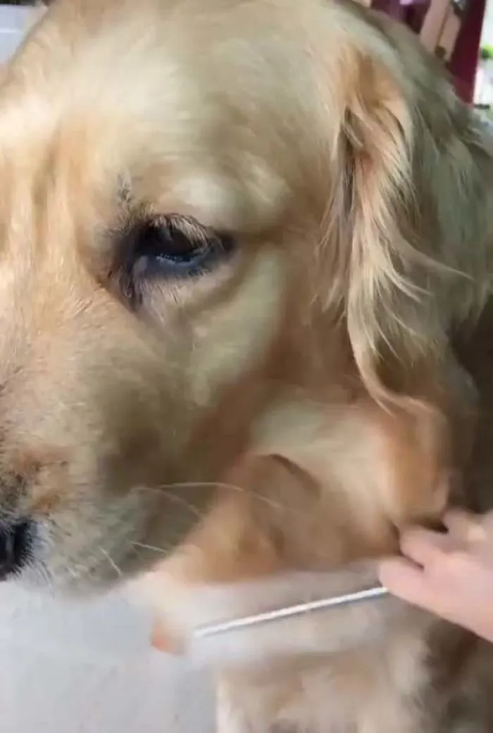 Después de cepillar a tu perro, puedes dejarles el pelo a los pájaros, les encanta usarlo para sus nidos