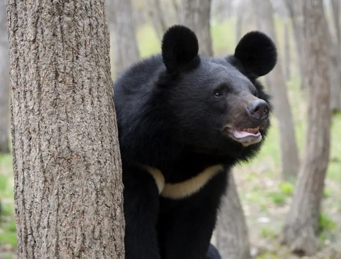 El oso tibetano tiene las orejas más grandes de todas las especies de oso