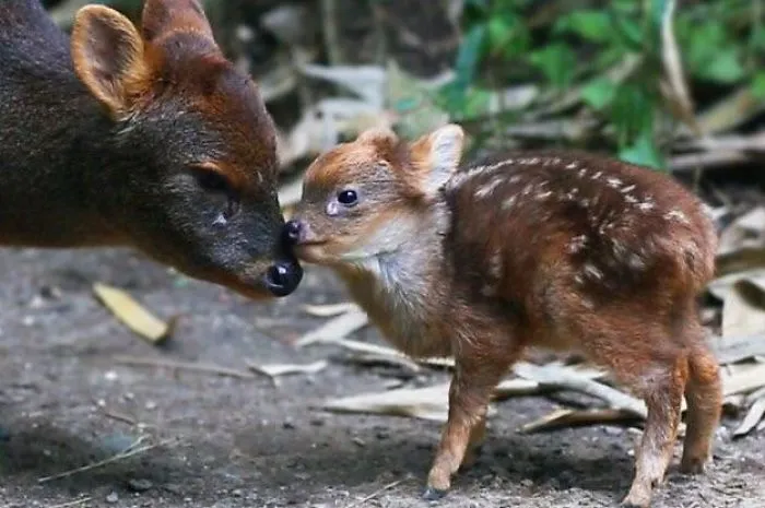 The Pudú Deer Is The Smallest Species Of Deer Standing At 15 Inches Tall On Average