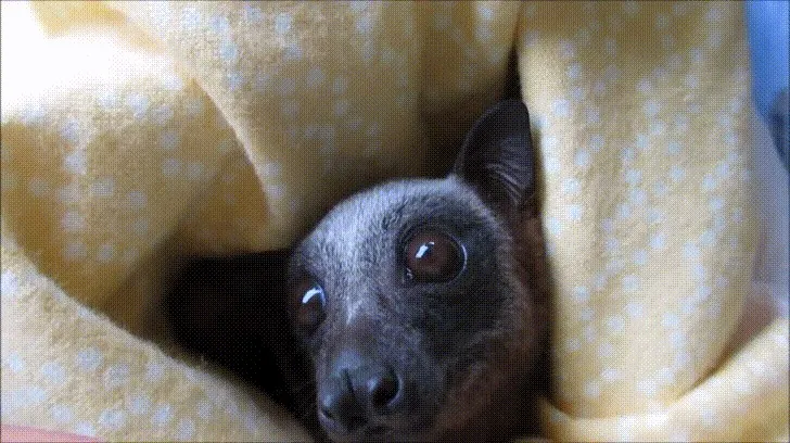 Bats Are Not Rodents. They Are Their Own Group Called Chiroptera. They Are More Closely Related To Cats Than Rats