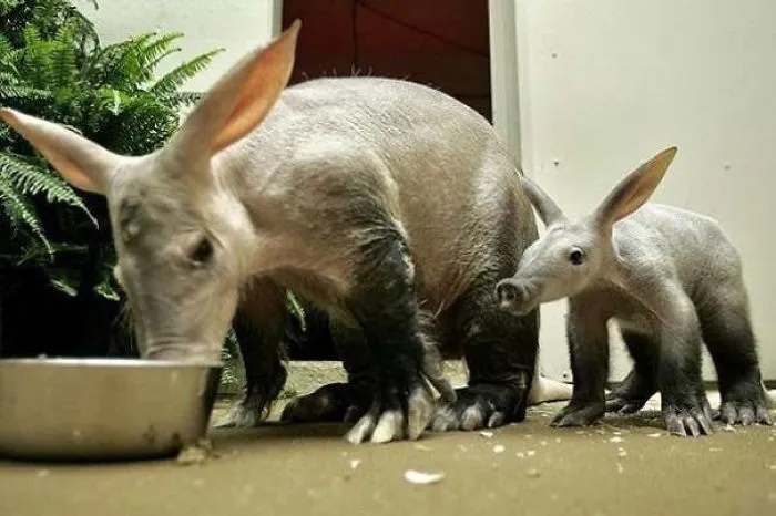 El cerdo hormiguero ayuda a prevenir muertes animales en los incendios, ya que muchos se refugian en sus enormes madrigueras