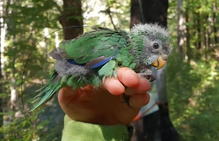 150 Kākāriki Karaka Chicks Have Hatched This Season, Potentially Doubling The This Rare Birds Population