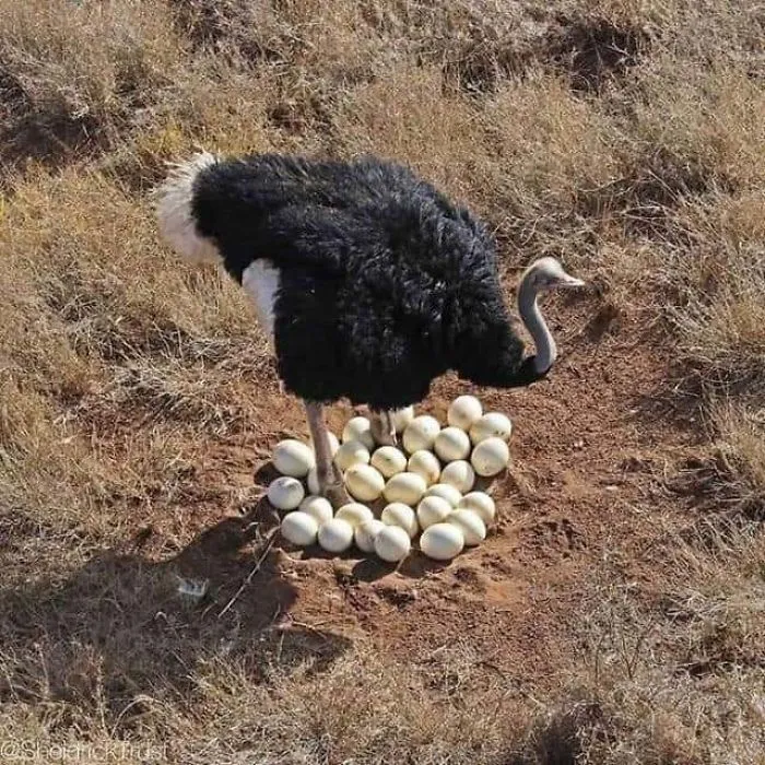 Male Ostriches Will Mate With 3 To 5 Hens That Will Lay Their Eggs In A Single Nest That The Male Digs Out. Every Night The Male Incubates The Eggs And During The Day The Dominate Female Will Incubate The Eggs, Which Take Around 40 Days To Hatch. The Male And The Females Will Help Raise The Chicks