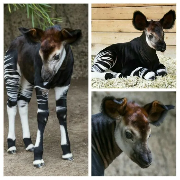 Los okapis fueron descubiertos en 1901 y ahora están en peligro de extinción. Su pariente más cercano es la jirafa