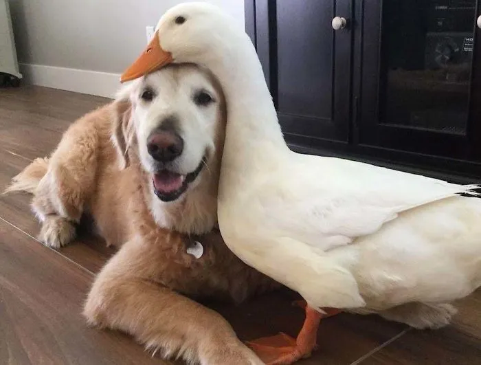 Meet Mickey And John, They're Best Friends